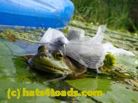 /home//u458753944/public_html/sourcegallery///Frogs/More bullfrogs/P8180183.JPG